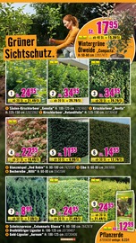 Glanzmispel im Hornbach Prospekt in Bremen Aktueller Hornbach Prospekt mit Glanzmispel, "Du kannst es Dir vorstellen. Du kannst es auch bauen.", Seite 28