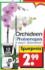 Orchideen Phalaenopsis bei Wreesmann im Mittweida Prospekt für 2,99 €