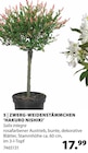 ZWERG-WEIDENSTÄMMCHEN 'HAKURO NISHIKI' Angebote bei Dehner Garten-Center Ravensburg für 17,99 €