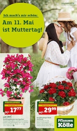 Aktueller Pflanzen Kölle Garten & Pflanzen Prospekt in Bargteheide und Umgebung, "Ich mach´s mir schön" mit 16 Seiten, 05.05.2025 - 11.05.2025