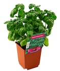 Promo PLANTE AROMATIQUE POT 1 LITRE à 2,49 € dans le catalogue Netto à Chauffailles