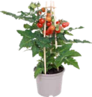 Gourmetgemüse-Pflanzen Pick and Joy im Angebot bei OBI in Dinslaken Gourmetgemüse-Pflanzen Pick and Joy Angebote von Grow by Obi bei OBI Dinslaken für 11,99 €