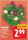 Topfrosen für 2,99 € bei E center im Angebot Topfrosen im aktuellen E center Prospekt