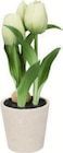 Künstliche Tulpen Angebote von Livarno bei Lidl Solingen für 2,99 €