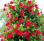 Promo Dipladénia Rouge à 3,59 € dans le catalogue Ma Jardinerie à Exincourt