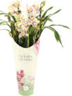 Kahnorchidee (Cymbidium) Angebote bei Globus-Baumarkt Leipzig für 19,99 €