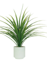 Dracena 61 feuilles dans le catalogue Maxi Bazar
