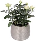 Plante fleurie en pot déco argenté en promo chez Lidl Quimper à 4,79 €