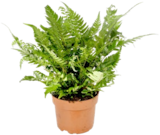 Aktuelles Grünpflanzen Angebot bei Thomas Philipps in Nürnberg ab 3,29 €