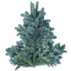 Nordmann Tanne für 2,22 € bei Thomas Philipps im Angebot Nordmann Tanne im aktuellen Thomas Philipps Prospekt