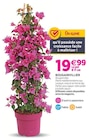 Bougainvillier à 19,99 € dans le catalogue Delbard