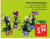 Mini Orchidee Phalaenopsis im Angebot bei Marktkauf in Altenburg Mini Orchidee Phalaenopsis Angebote bei Marktkauf Altenburg für 5,99 €