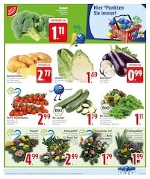 Blumenzwiebeln Angebot im aktuellen EDEKA Prospekt auf Seite 5