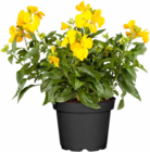 Hagebaumarkt Aalen - Goldlack Angebot im Prospekt Goldlack bei Hagebaumarkt im Aalen Prospekt für 3,49 €