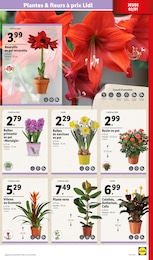 Offre Bulbes à fleurs dans le catalogue Lidl du moment à la page 31