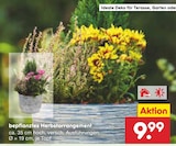 Bepflanztes Herbstarrangement für 9,99 € bei Netto Marken-Discount im Angebot Bepflanztes Herbstarrangement im aktuellen Netto Marken-Discount Prospekt