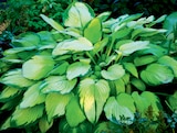 Hosta en promo chez Norma Hosta dans le catalogue Norma
