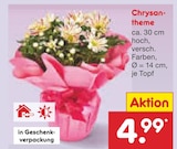 Aktuelles Chrysantheme Angebot bei Netto Marken-Discount in Aachen ab 4,99 €