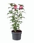 Hibiscus de jardin en promo chez Lidl Hibiscus de jardin dans le catalogue Lidl