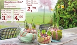 Kugelvase "Bob" Angebote bei Garten-Center Nordharz GmbH & Co. KG Kassel für 2,79 €