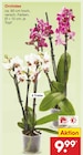 Aktuelle Zimmerpflanzen Angebote bei Netto Marken-Discount in Essen Aktuelles Orchidee Angebot bei Netto Marken-Discount in Essen ab 9,99 €