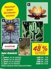 Kaktus im Angebot bei toom Baumarkt in Filderstadt Kaktus Angebote von toom bei toom Baumarkt Filderstadt für 4,99 €