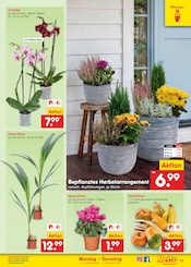 Garten im Netto Marken-Discount Prospekt in Eisenach Aktueller Netto Marken-Discount Prospekt mit Garten, "Aktuelle Angebote", Seite 17