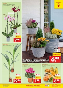 Pflanzen im Netto Marken-Discount Prospekt "Aktuelle Angebote" mit 71 Seiten (Jena)