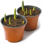 Tulpen Angebote bei Netto mit dem Scottie Brandenburg für 1,99 €