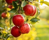 Bio Zitrone Verna im Angebot bei REWE in Neunkirchen Bio Zitrone Verna Angebote von REWE Bio bei REWE Neunkirchen für 0,69 €