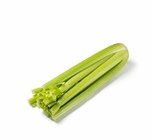 Aktuelles Bio Staudensellerie Angebot bei GLOBUS in Duisburg