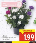 E center Berlin - Aster Angebot im Prospekt Aster bei E center im Berlin Prospekt für 1,99 €