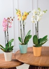 Orchidée 2 Tiges - U Express à Boulogne-Billancourt Orchidée 2 Tiges en promo chez U Express Boulogne-Billancourt à 9,99 €