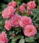 Rose 17-cm-Topf im aktuellen toom Baumarkt Prospekt