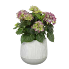 Zimmerhortensie Angebote von GROW by OBI bei OBI Hückelhoven für 6,99 €