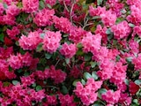 Rhododendron Angebote bei Thomas Philipps Gelsenkirchen für 3,33 €