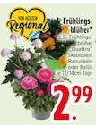Frühlingsblüher im Angebot bei EDEKA in Straubing Frühlingsblüher Angebote bei EDEKA Straubing für 2,99 €