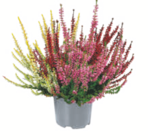 Knospenheide für 1,99 € bei toom Baumarkt im Angebot Knospenheide im aktuellen toom Baumarkt Prospekt