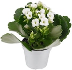 Aktuelle Blumen Angebote bei Penny in Hamburg Aktuelles Flammendes Käthchen Angebot bei Penny in Hamburg ab 1,49 €