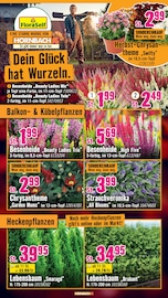 Heide Angebote im Prospekt "Du kannst es Dir vorstellen. Du kannst es auch bauen." von Hornbach auf Seite 29