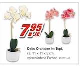 Deko Orchidee im Topf Angebote bei Möbel AS Karlsruhe für 7,95 €