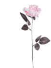 Rose ensanglanté à 1,49 € dans le catalogue Gifi