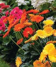 Gerbera Pot 17 cm - Intermarché Hyper Gerbera Pot 17 cm à 9,99 € dans le catalogue Intermarché Hyper