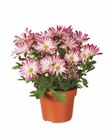 Chrysantheme Elle Fleur im Angebot bei Lidl in Lörrach Chrysantheme Elle Fleur Angebote bei Lidl Lörrach für 3,49 €