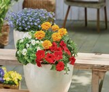 Aktuelle Blumen Angebote bei toom Baumarkt in Nürnberg Aktuelles Sommerblumen Angebot bei toom Baumarkt in Nürnberg ab 3,99 €