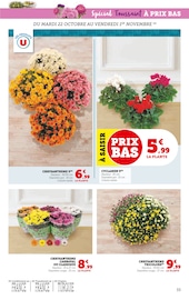 Chrysanthèmes Angebote im Prospekt "HALLOWEEN À PRIX BAS" von Super U auf Seite 33