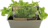 Bio Salat- und Gemüsepflanzen Angebote von Le Jardin Gourmand bei Globus-Baumarkt Bochum für 1,99 €