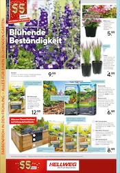 Aktueller Hellweg Prospekt mit Stauden, "Traumterrasse in jedem Fall", Seite 14