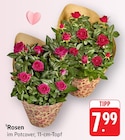 Rosen bei E center im Schwaikheim Prospekt für 7,99 €