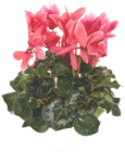 Promo Cyclamen à grandes fleurs à 4,66 € dans le catalogue Botanic à La Queue-en-Brie